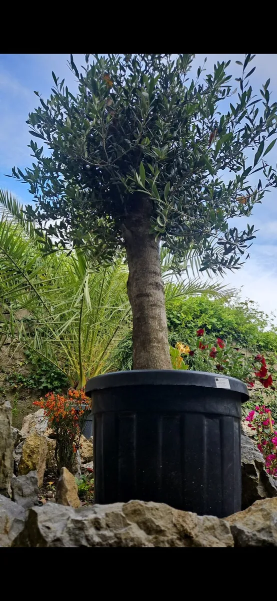 Premium Mature Mediterranean Palm Trees – 3M - Image 3