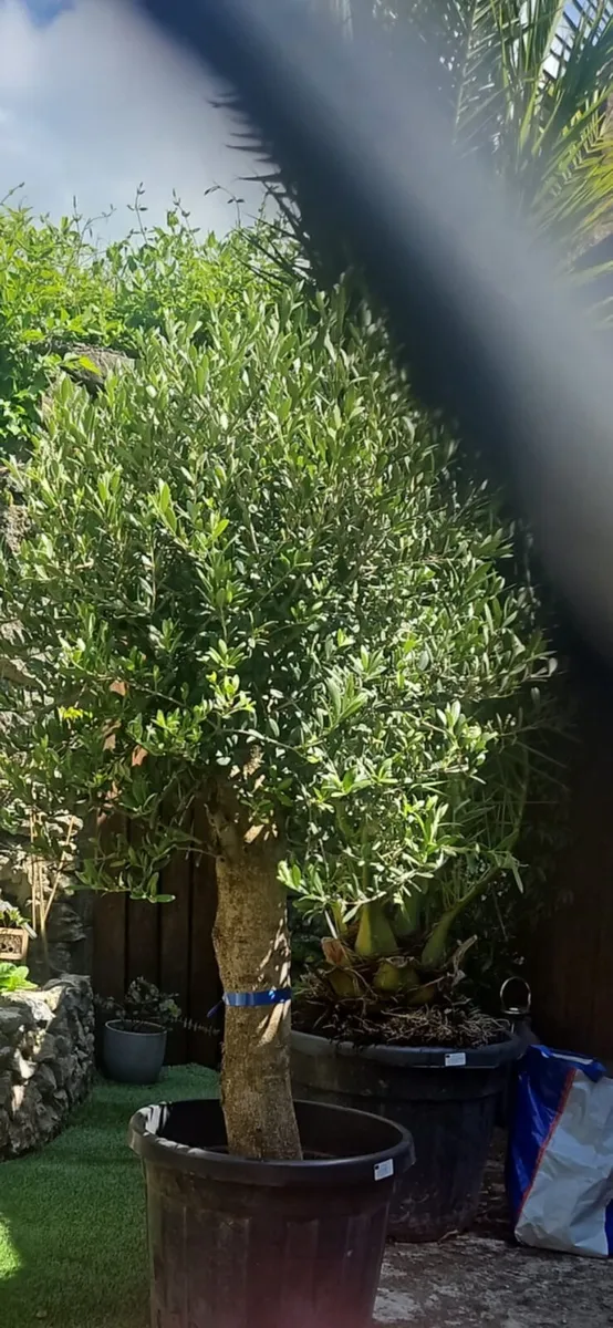Premium Mature Mediterranean Palm Trees – 3M - Image 4