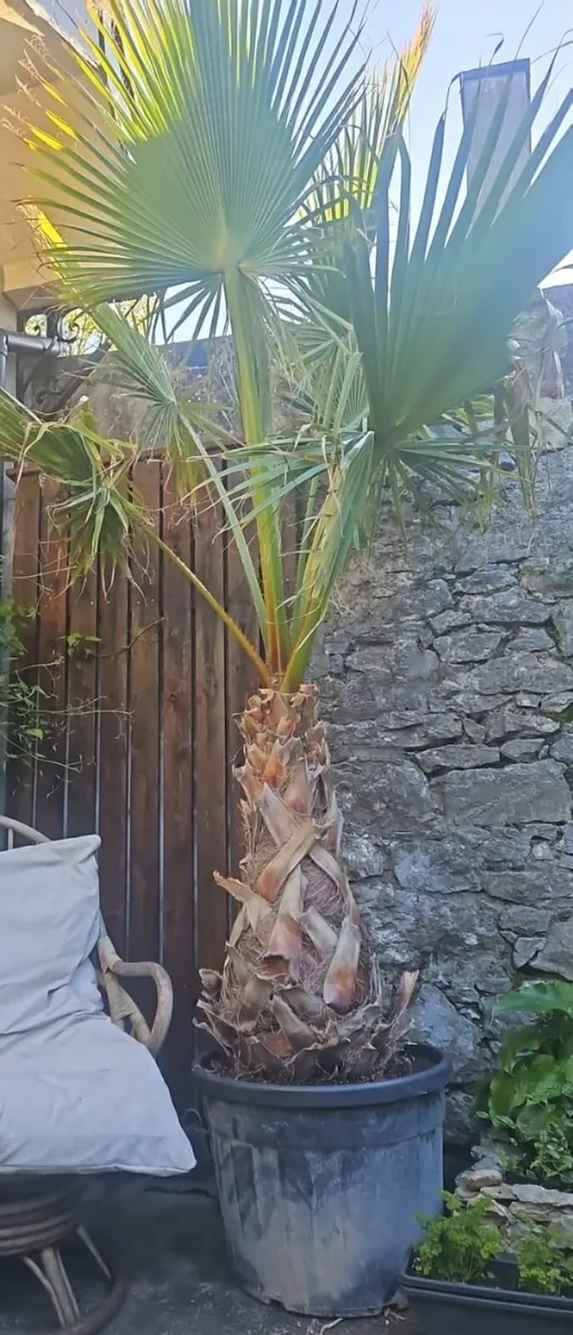 Premium Mature Mediterranean Palm Trees – 3M - Image 4