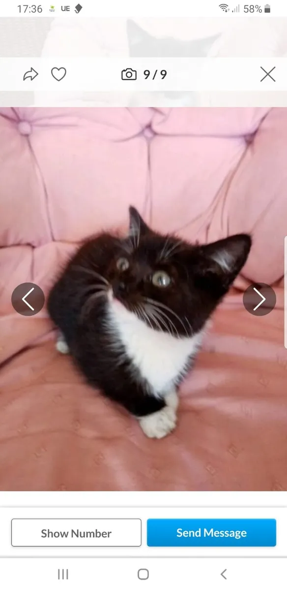 Black & White kittens - Image 3
