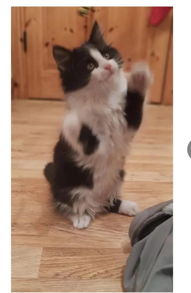 Black & White kittens - Image 1