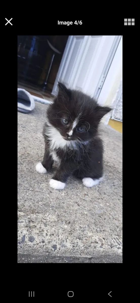 Black & White kittens - Image 4
