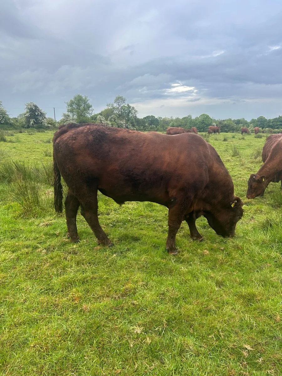 Saler Bull - Image 1