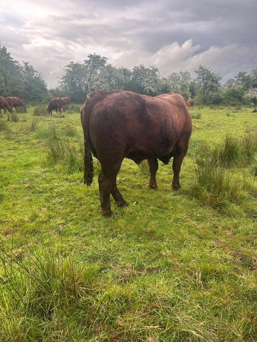 Saler Bull - Image 2