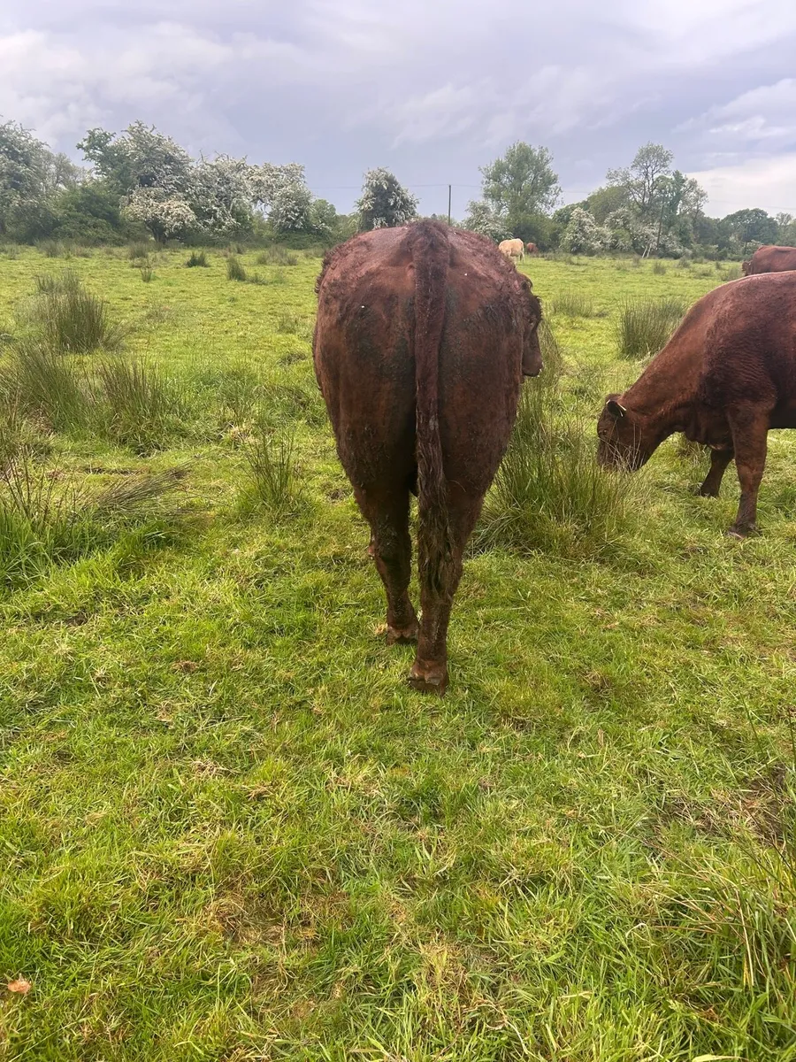 Saler Bull - Image 3