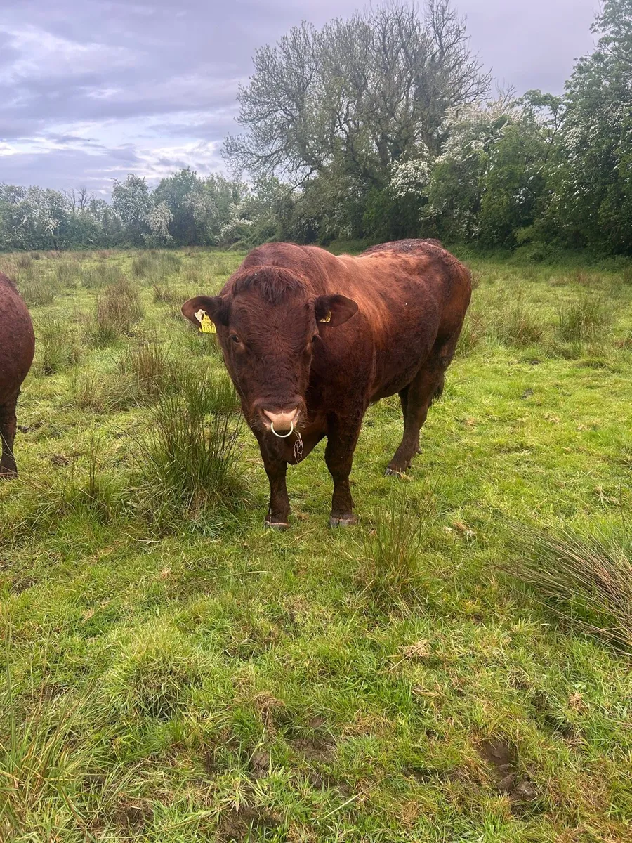 Saler Bull - Image 4