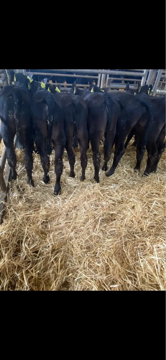 Angus heifers. - Image 2