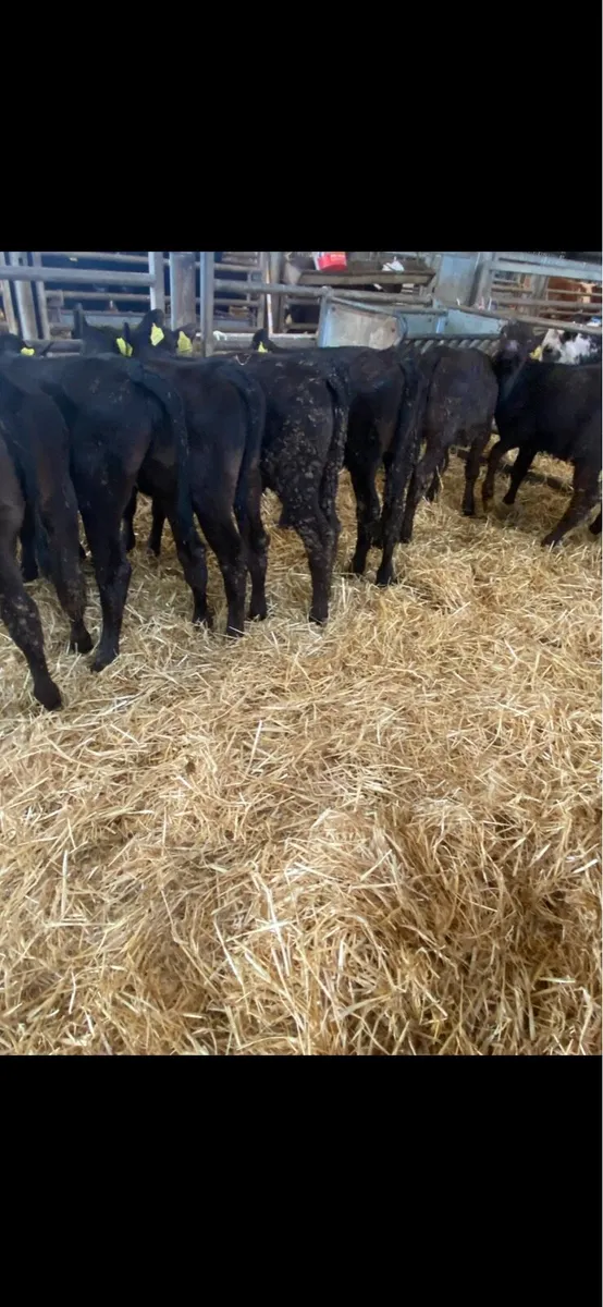 Angus heifers. - Image 3