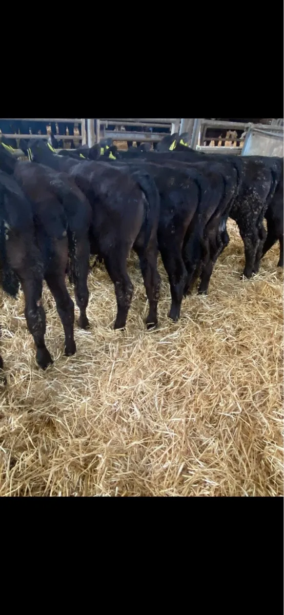 Angus heifers. - Image 4