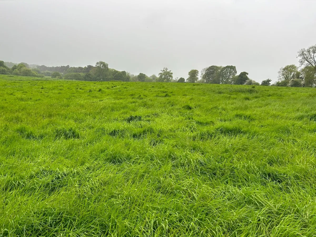 First Cut Silage - Image 2