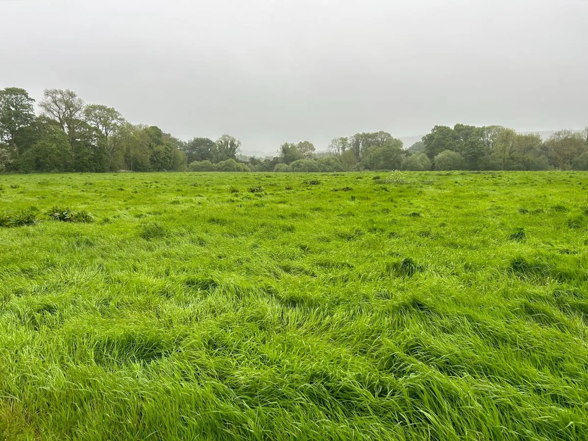 First Cut Silage - Image 3