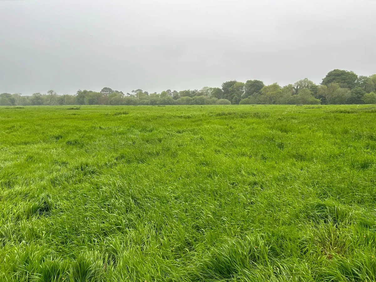 First Cut Silage - Image 4