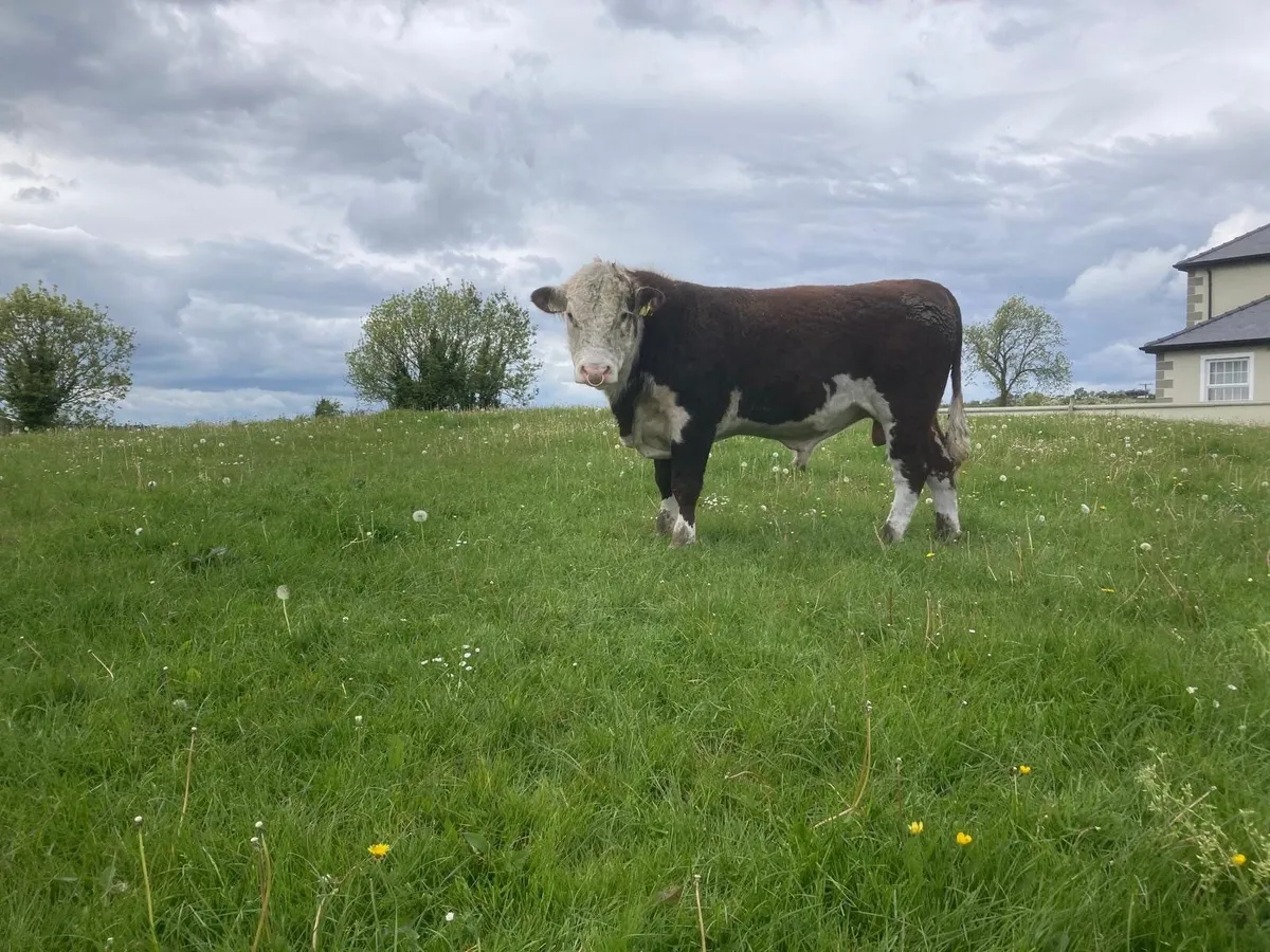 Top quality bulls - Image 2