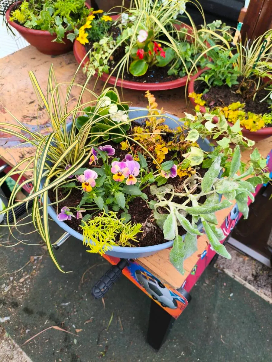 Beautiful fresh pots 10 each