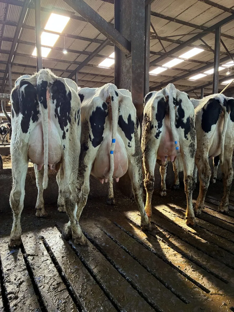 40 Fresh calved heifers