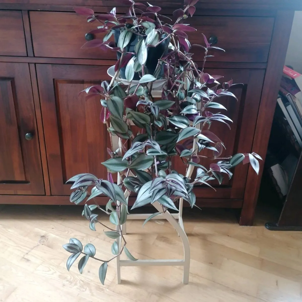 Plant - Image 1