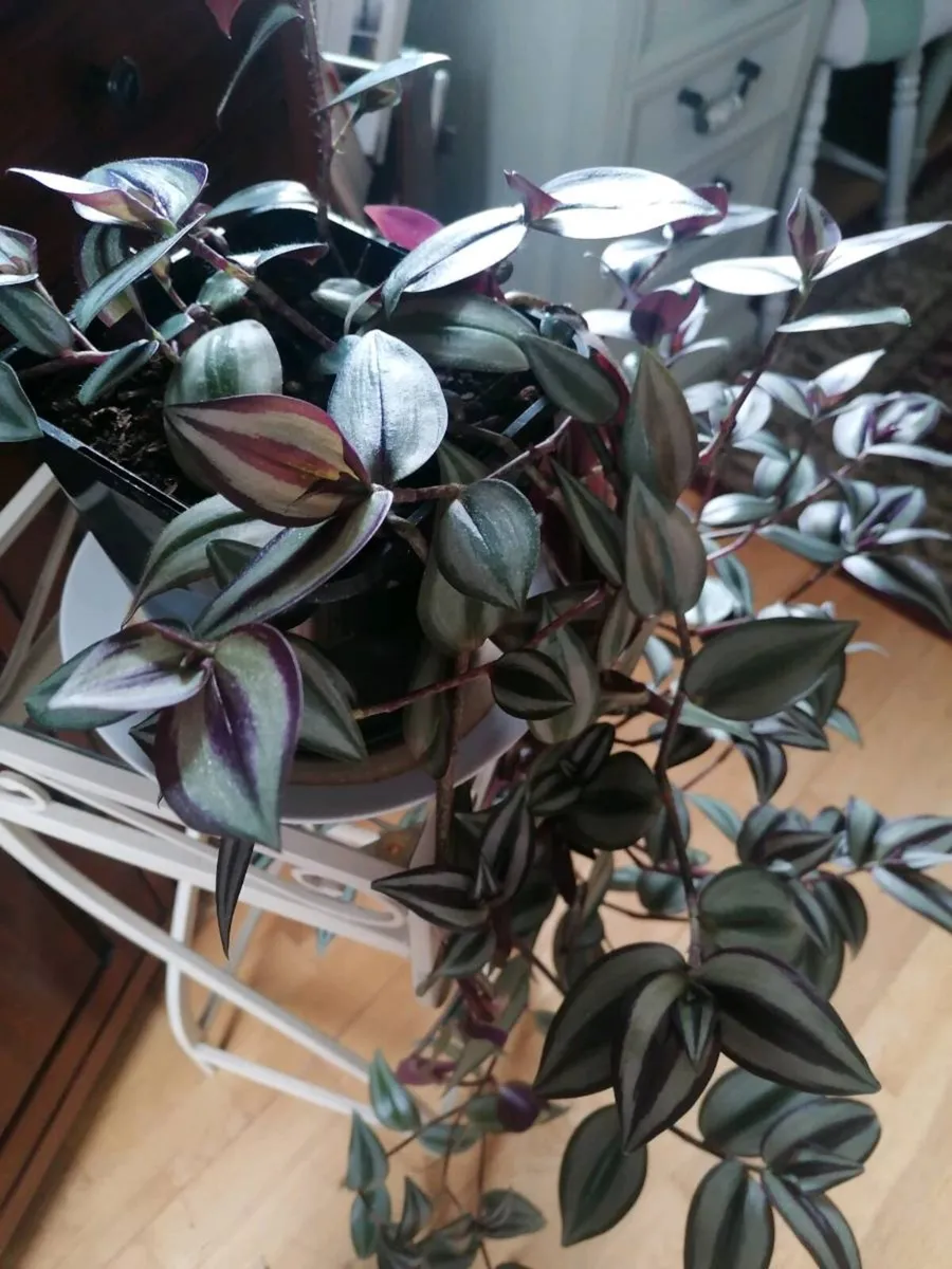 Plant - Image 2