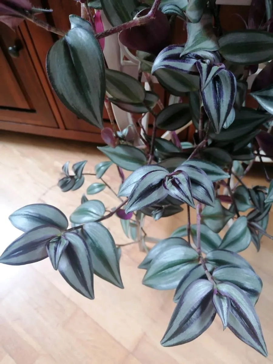 Plant - Image 3