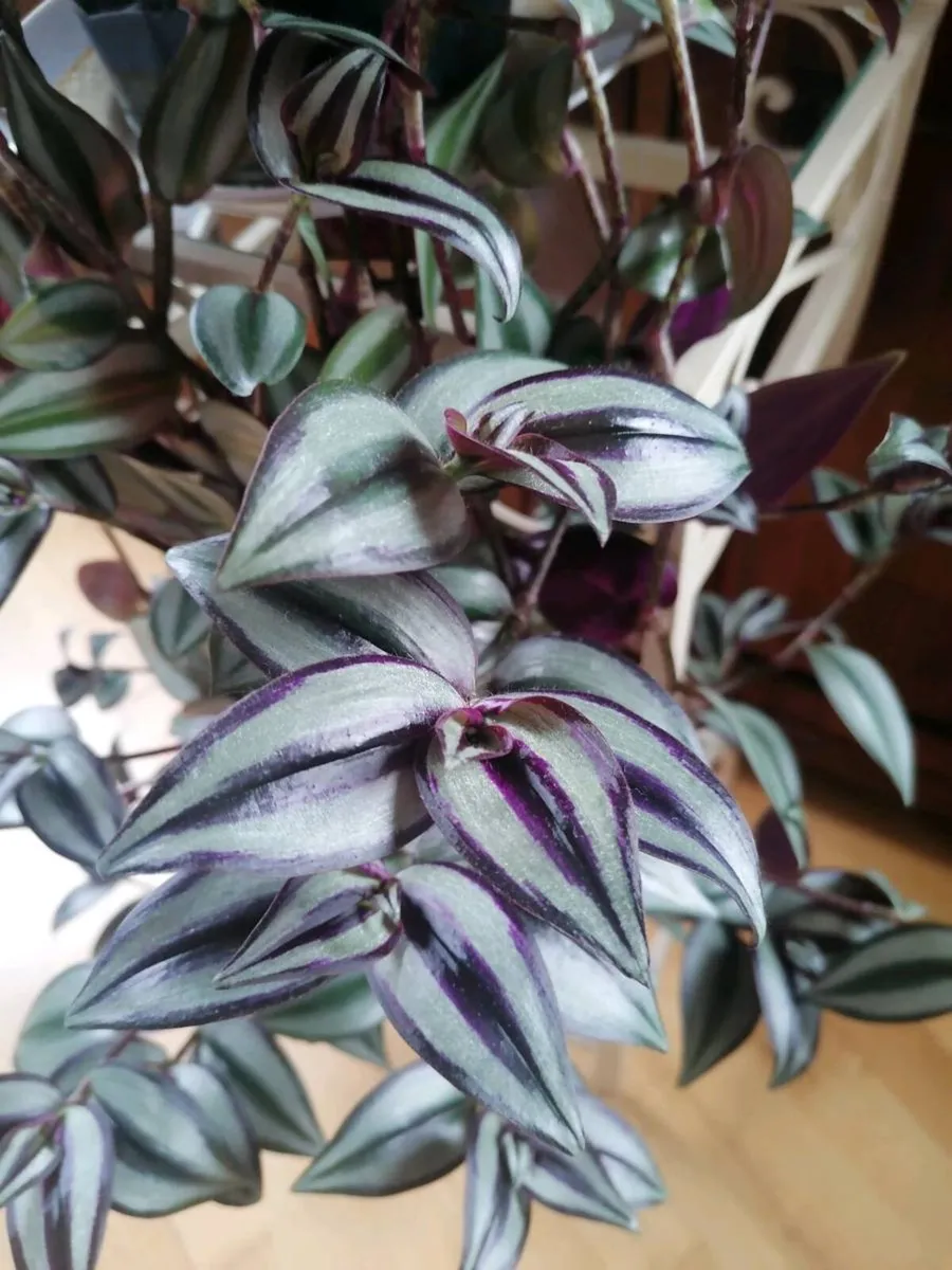 Plant - Image 4
