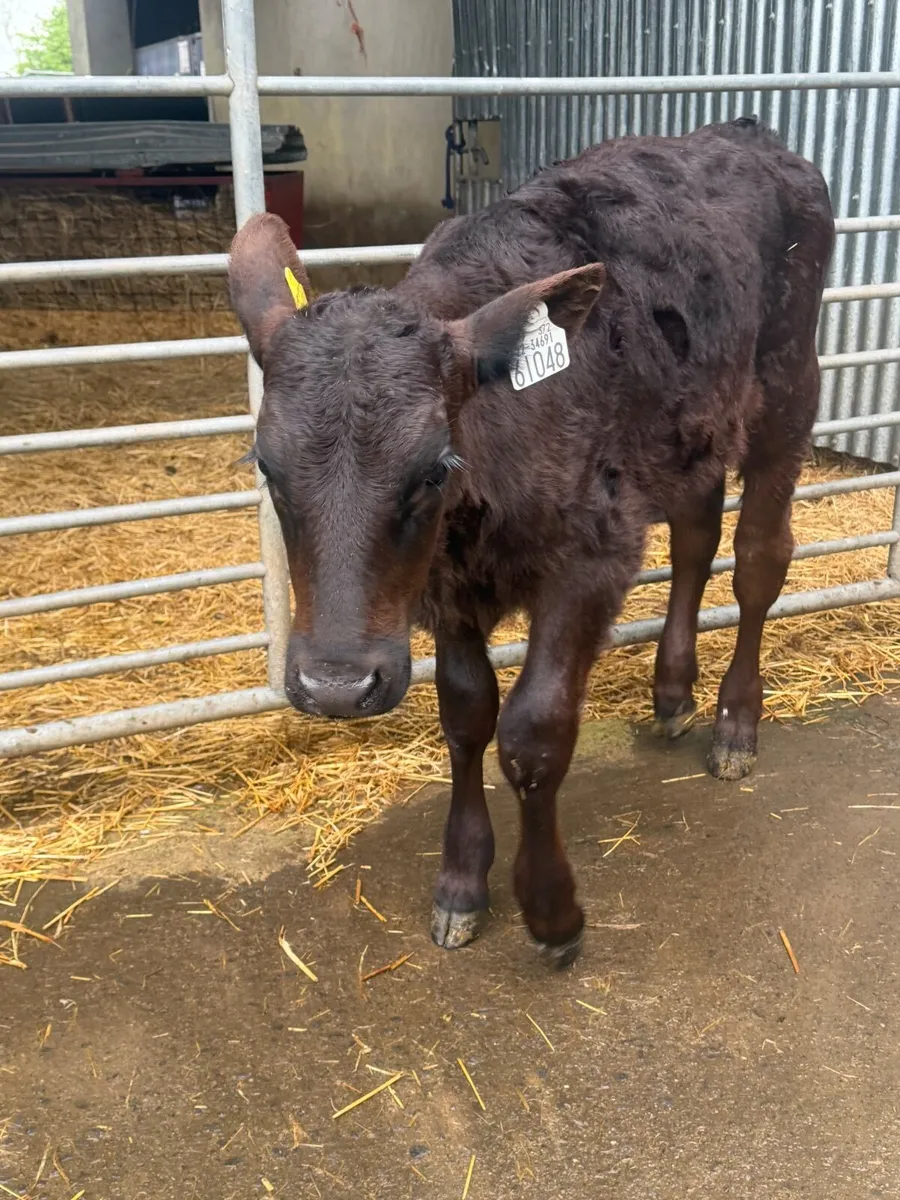 Calf - Image 2