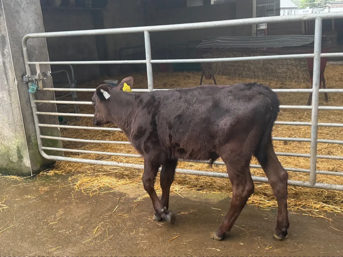 Calf - Image 3