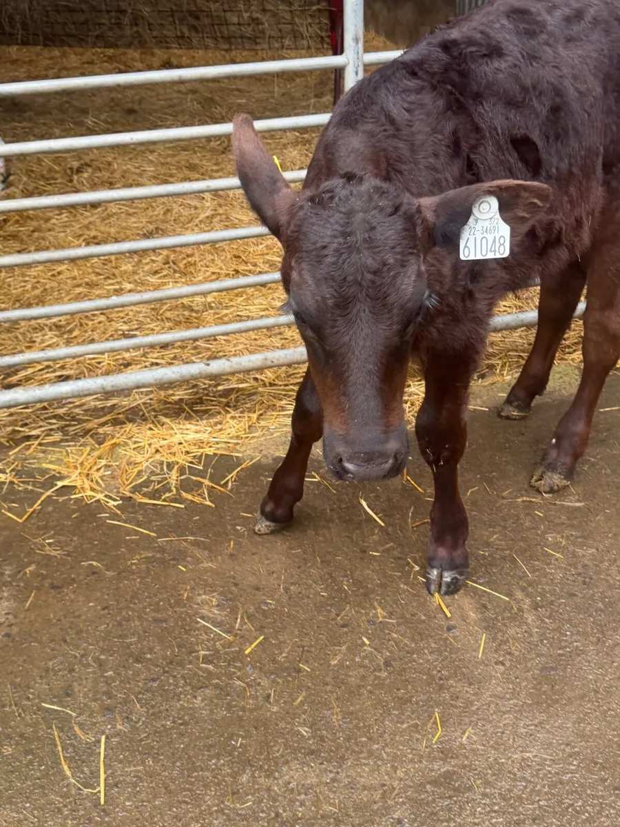 Calf - Image 4