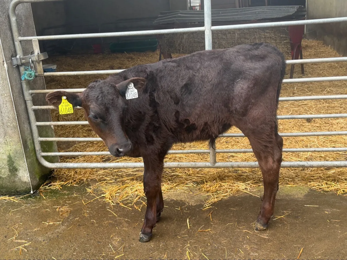 Calf - Image 1
