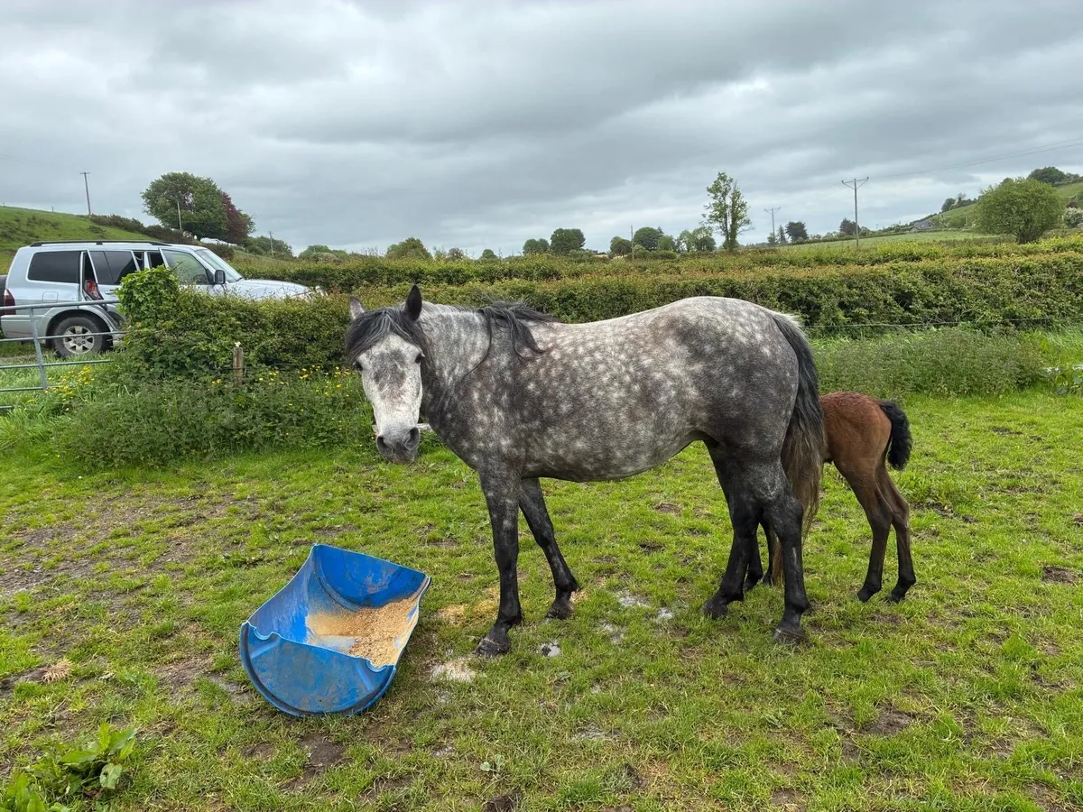 Connemara Mare & Colt Foal - Image 2