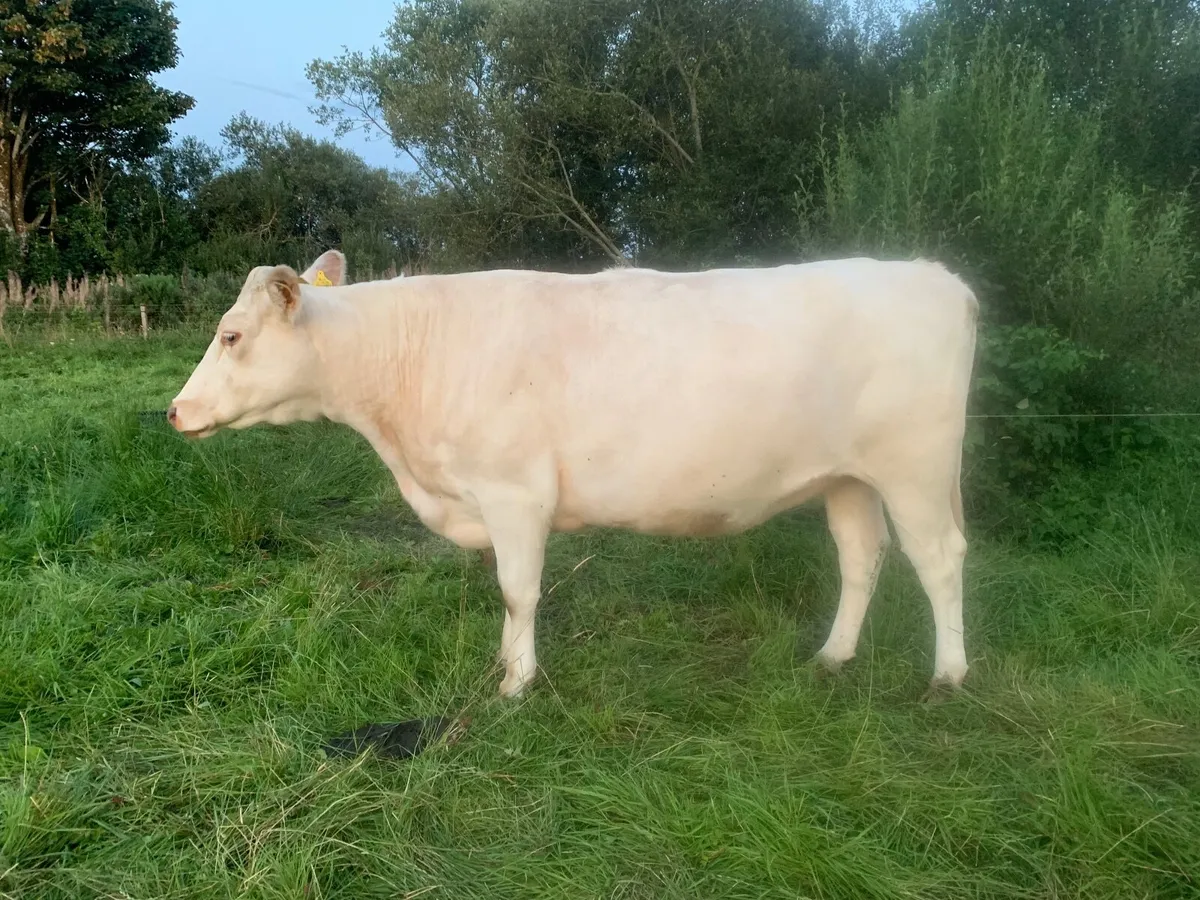 Milking Shorthorn cow and Angus bull calf - Image 2