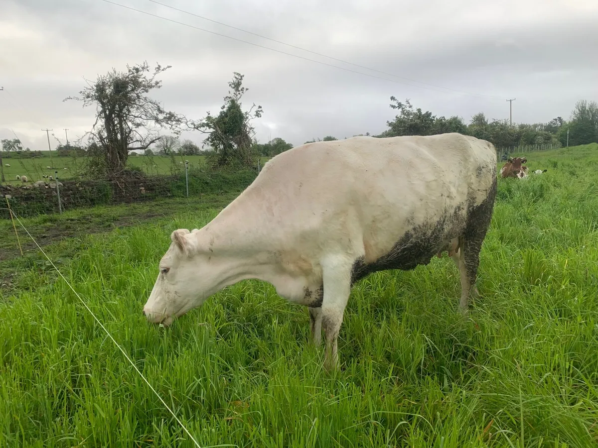Milking Shorthorn cow and Angus bull calf - Image 4