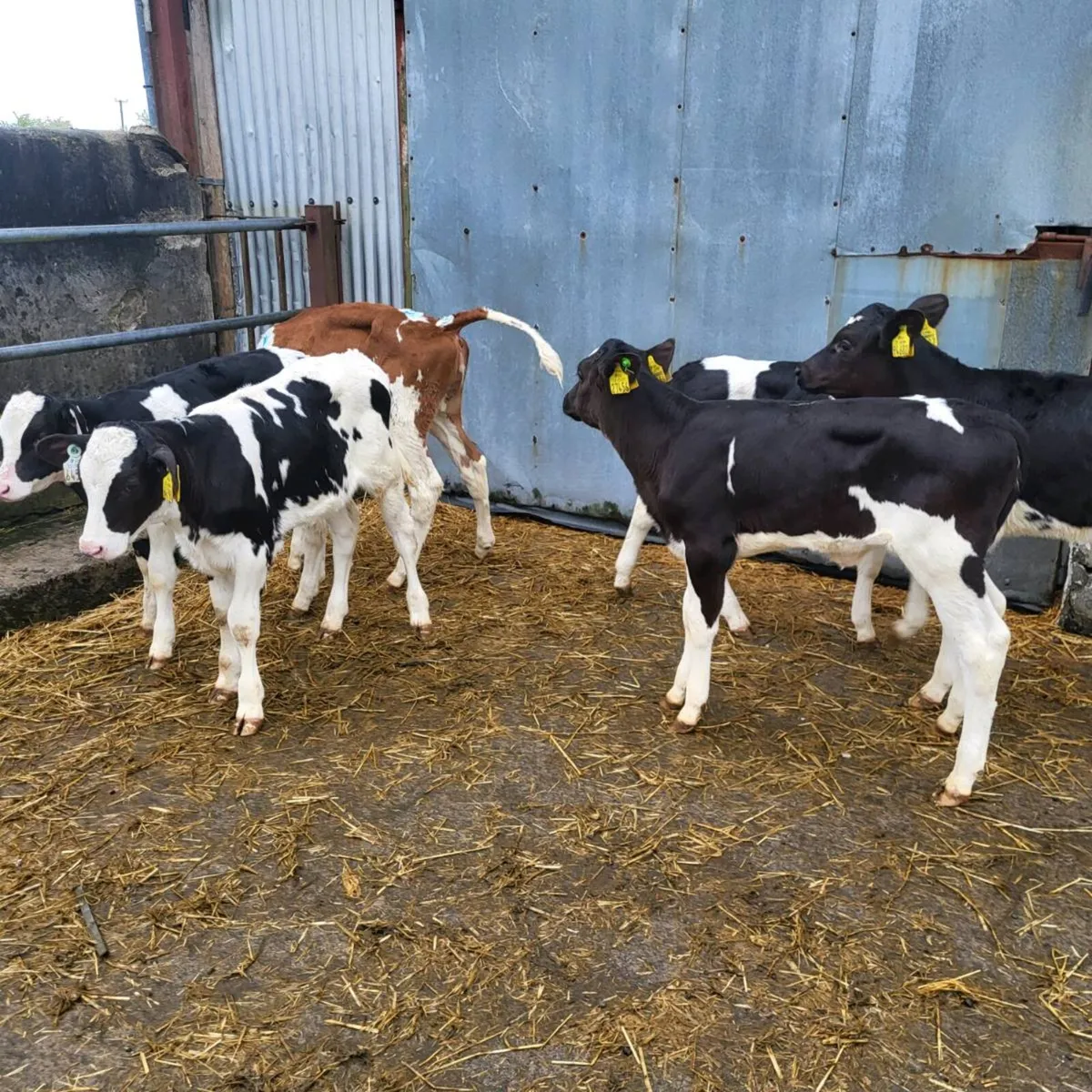 3  super Friesian heifer  calves - Image 2
