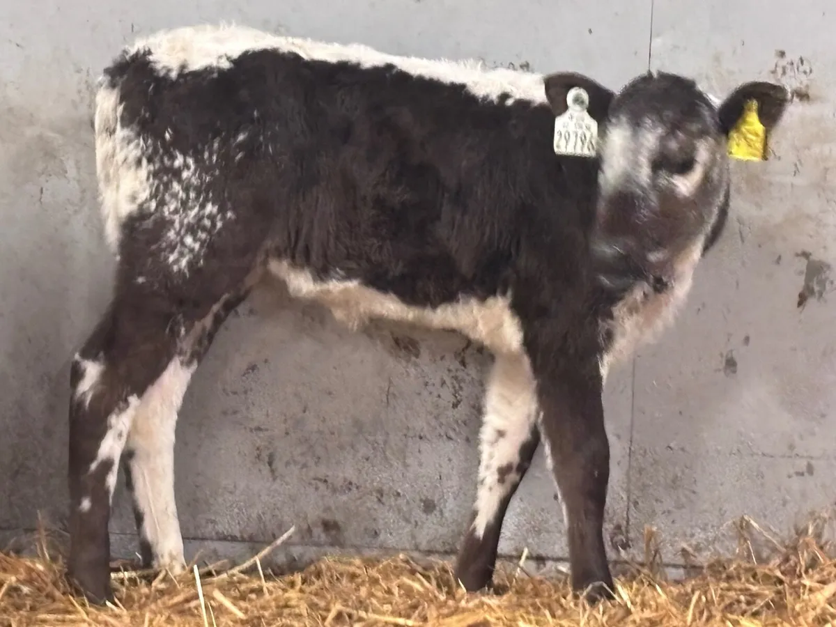 3 reared speckled park heifer calves for sale - Image 2