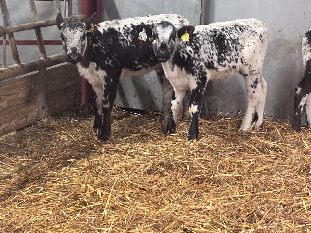 3 reared speckled park heifer calves for sale - Image 3