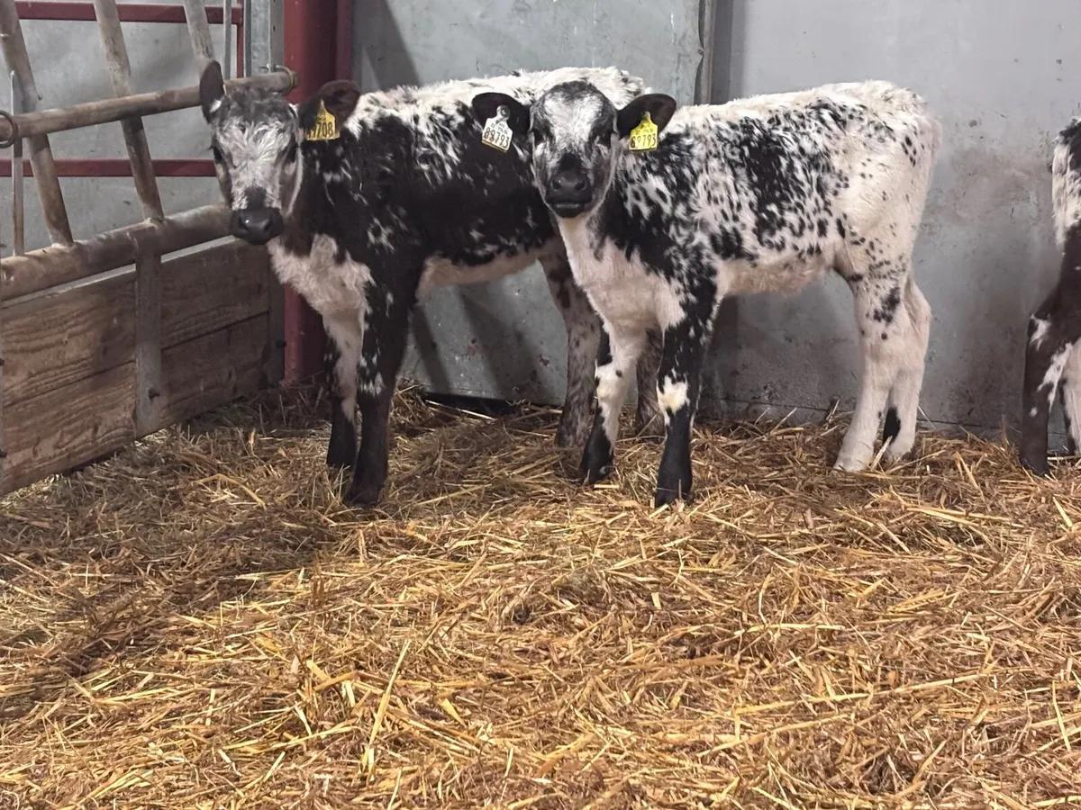 3 reared speckled park heifer calves for sale - Image 4
