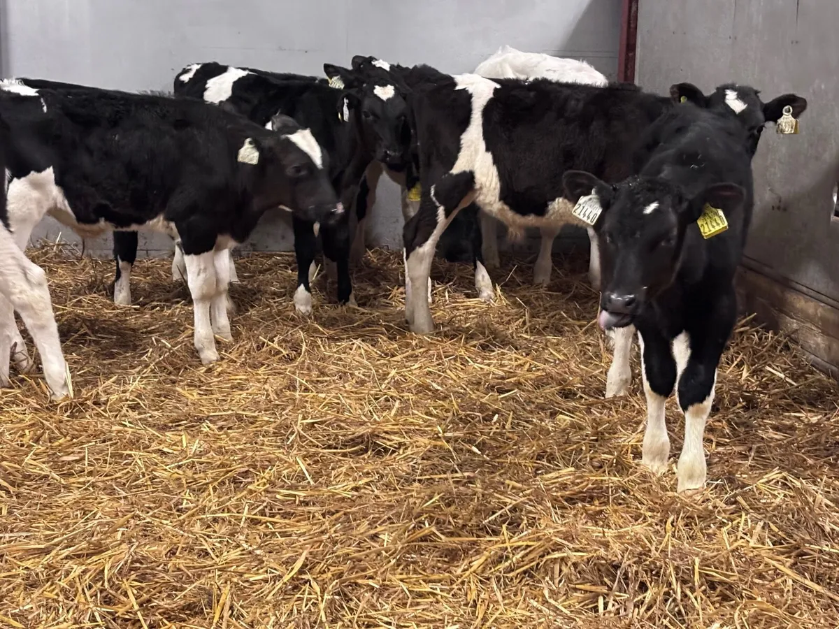 10 reared Freisan bull calves for sale - Image 2