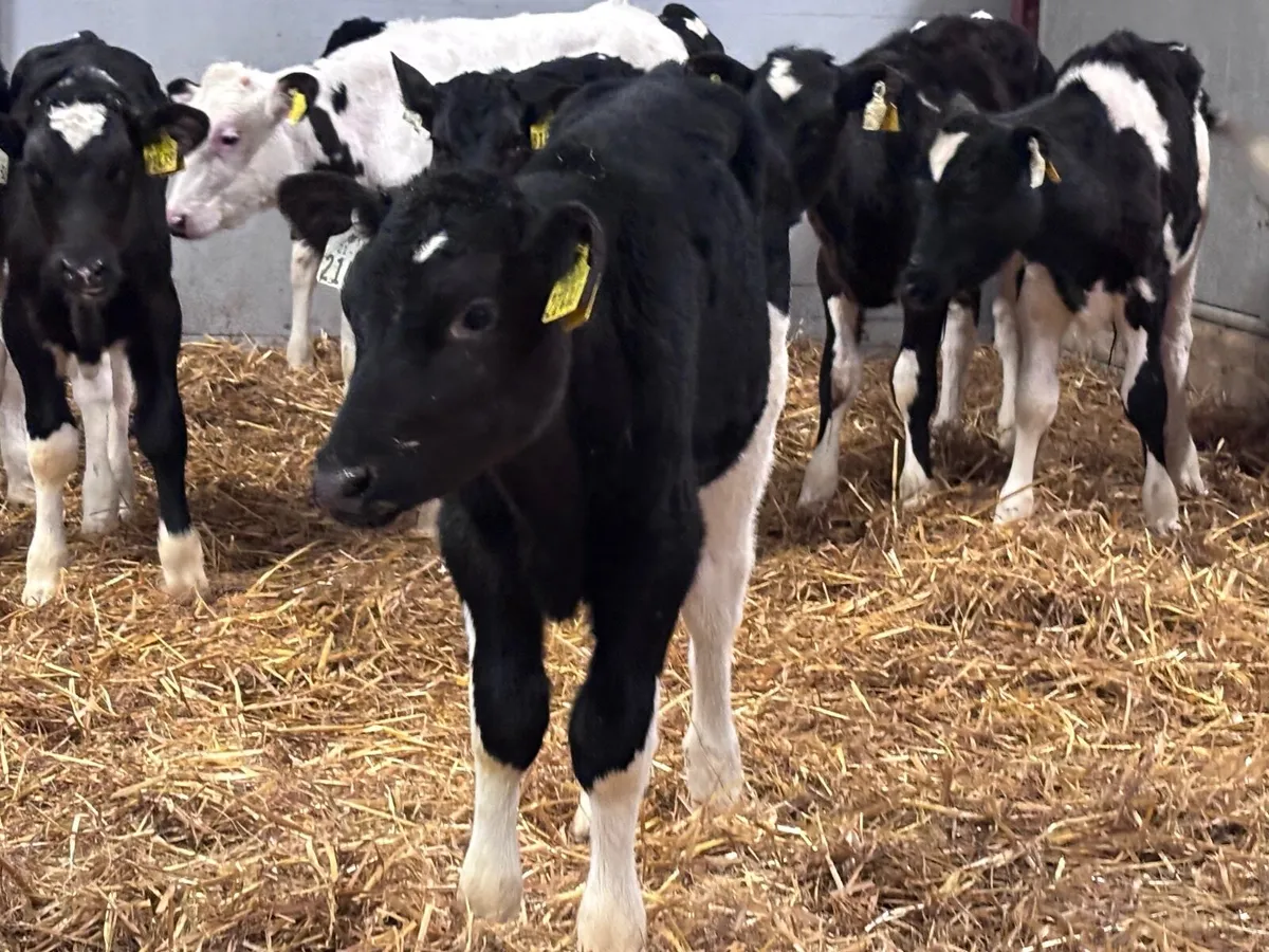 10 reared Freisan bull calves for sale - Image 3