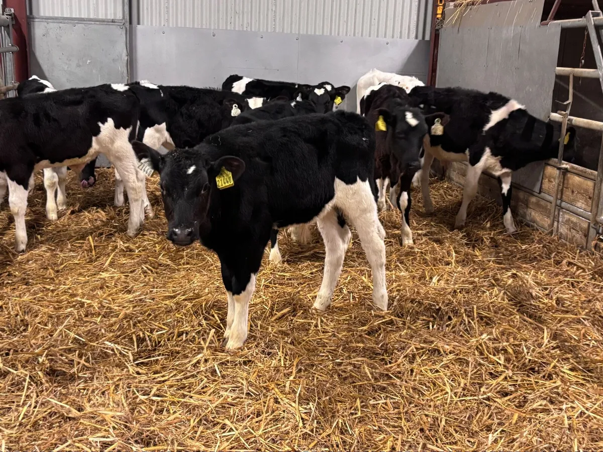 10 reared Freisan bull calves for sale - Image 4