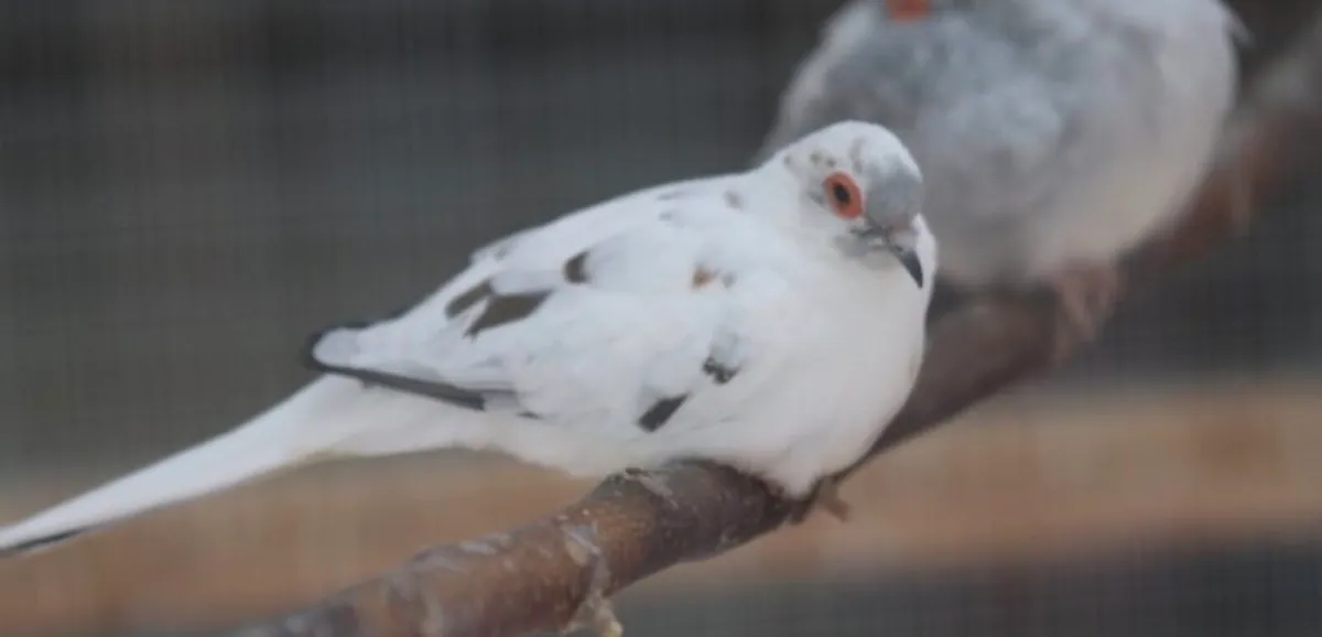 Diamond dove pair or single hen wanted