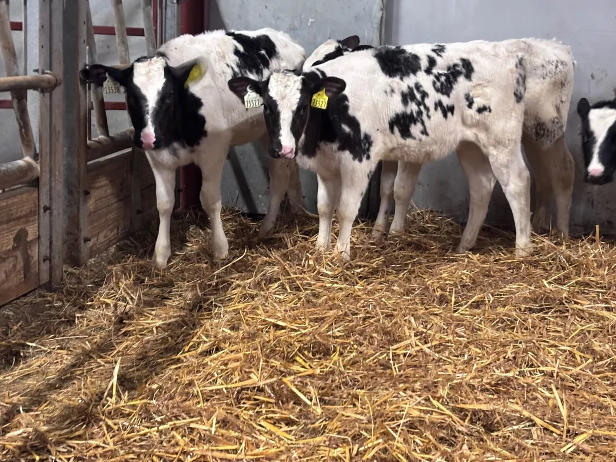 4 grass Belgium blue calves for sale - Image 2
