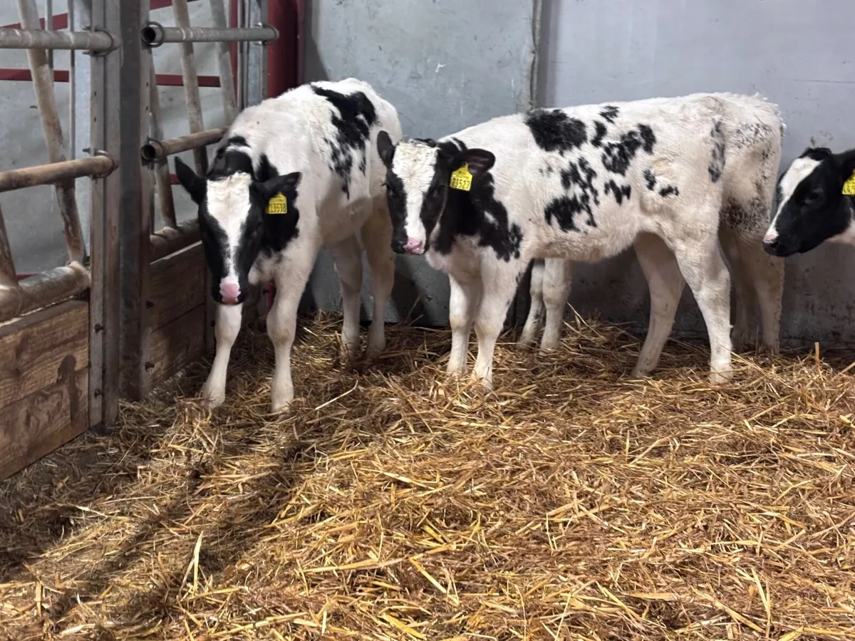 4 grass Belgium blue calves for sale - Image 3