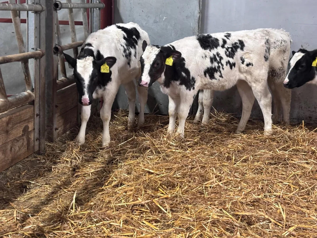 4 grass Belgium blue calves for sale - Image 4