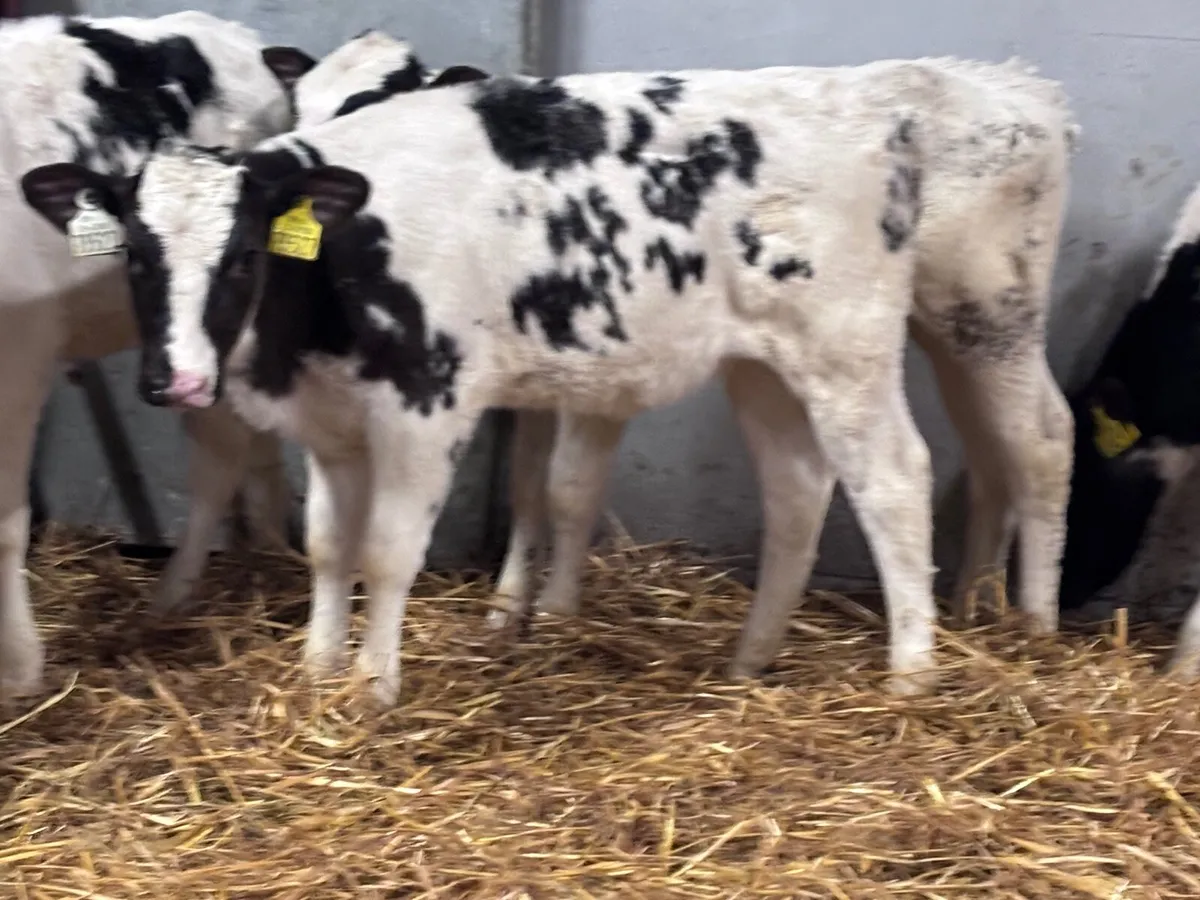4 grass Belgium blue calves for sale - Image 1