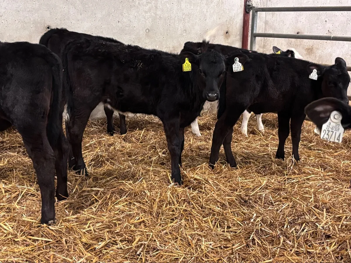 9 grass heifer calves for sale - Image 4