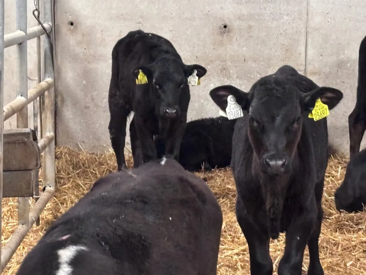 9 grass heifer calves for sale - Image 2