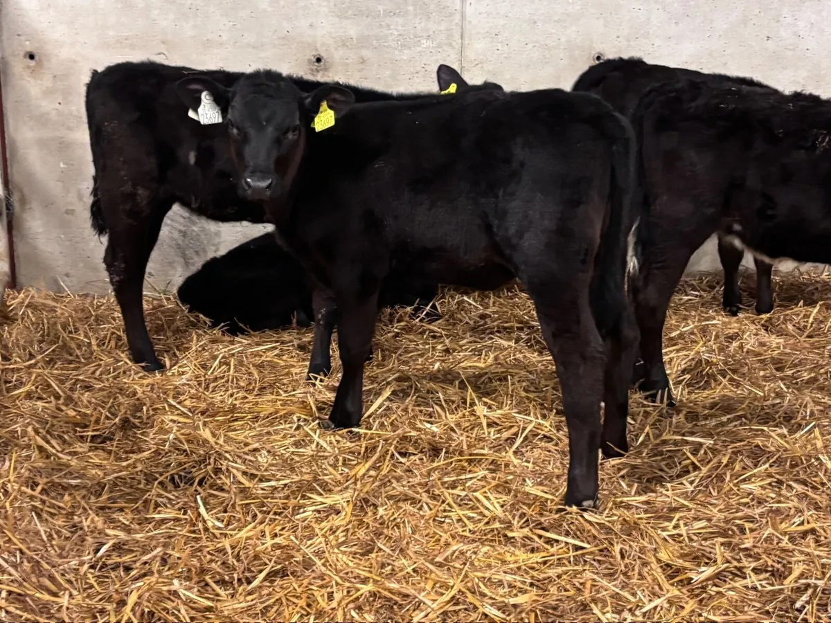 9 grass heifer calves for sale - Image 1