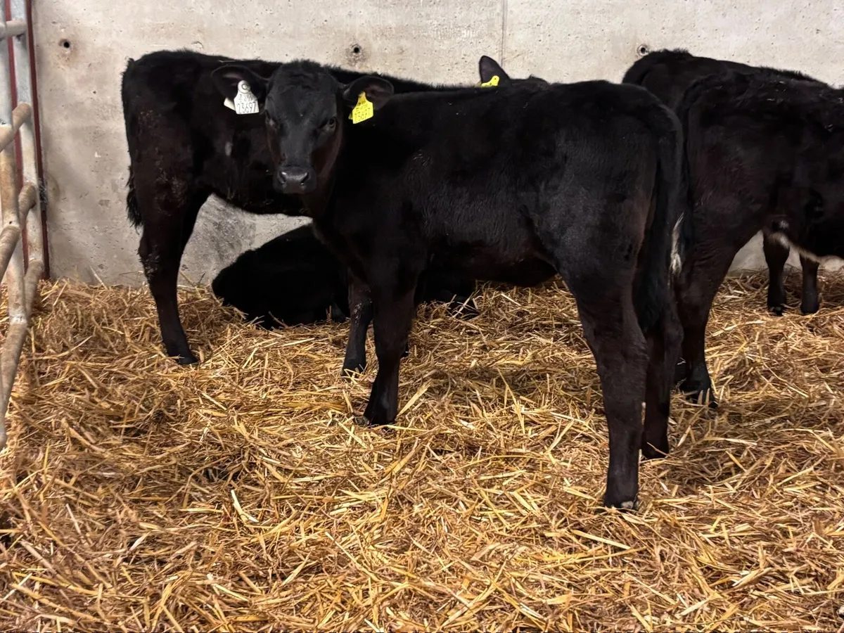 9 grass heifer calves for sale - Image 3