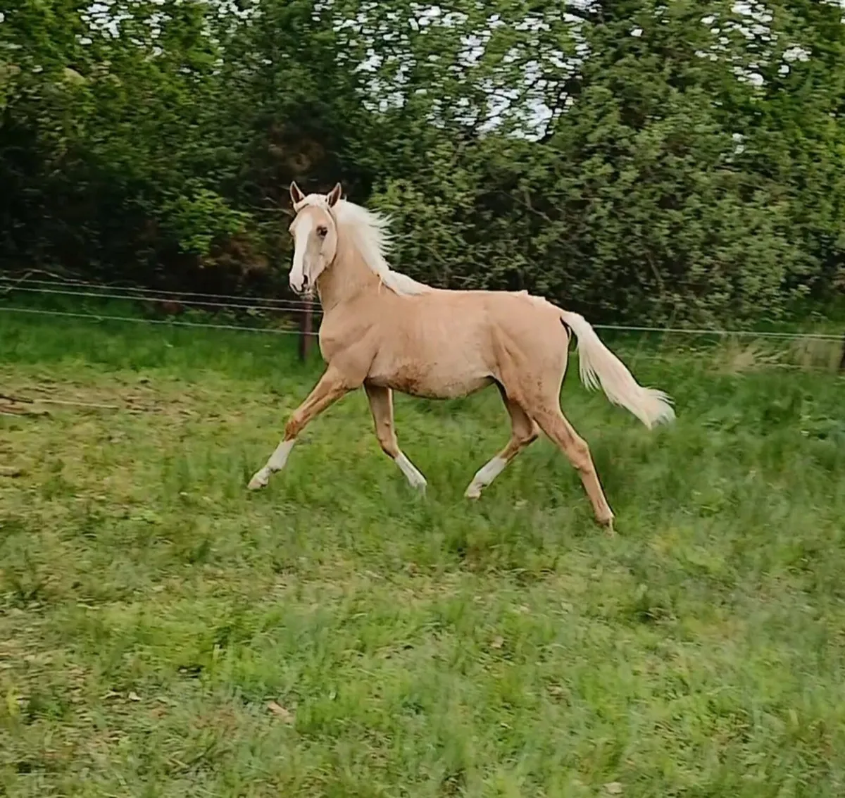 RE ADVERTISED DUE TO TIME WASTER/ COLT - Image 1