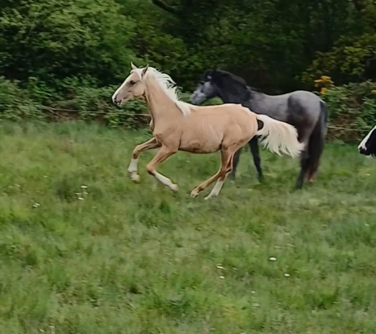 RE ADVERTISED DUE TO TIME WASTER/ COLT - Image 2