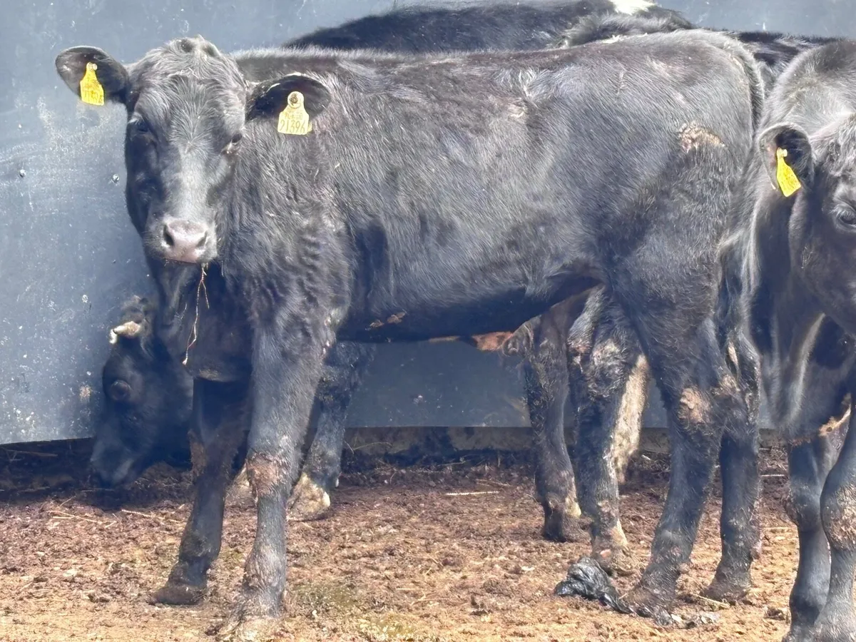 5 Hereford & Angus heifers for sale@€1080 - Image 2