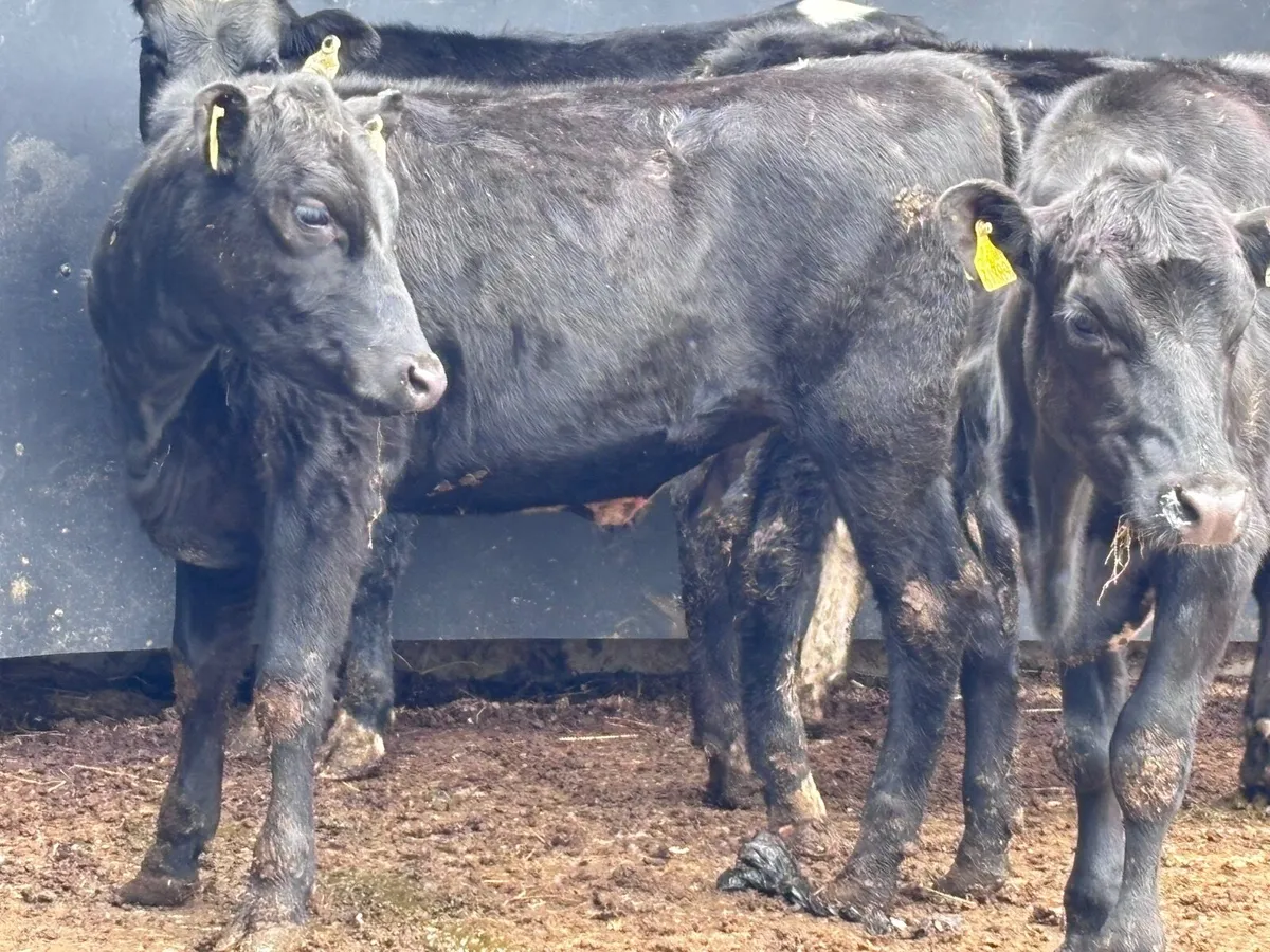 5 Hereford & Angus heifers for sale@€1080 - Image 4